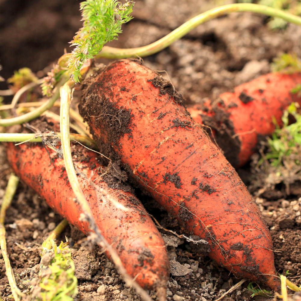 제주 구좌당근 1박스 5kg