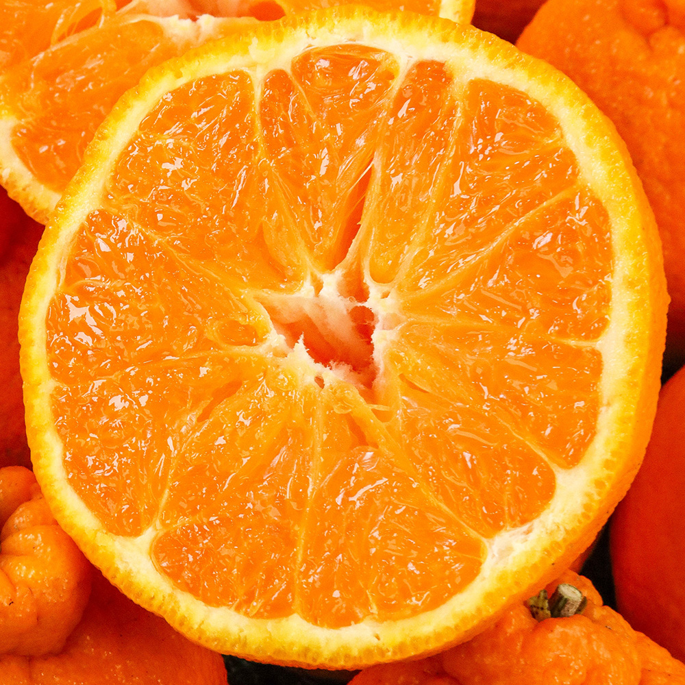 써니트 한라봉 중소과 1.8kg