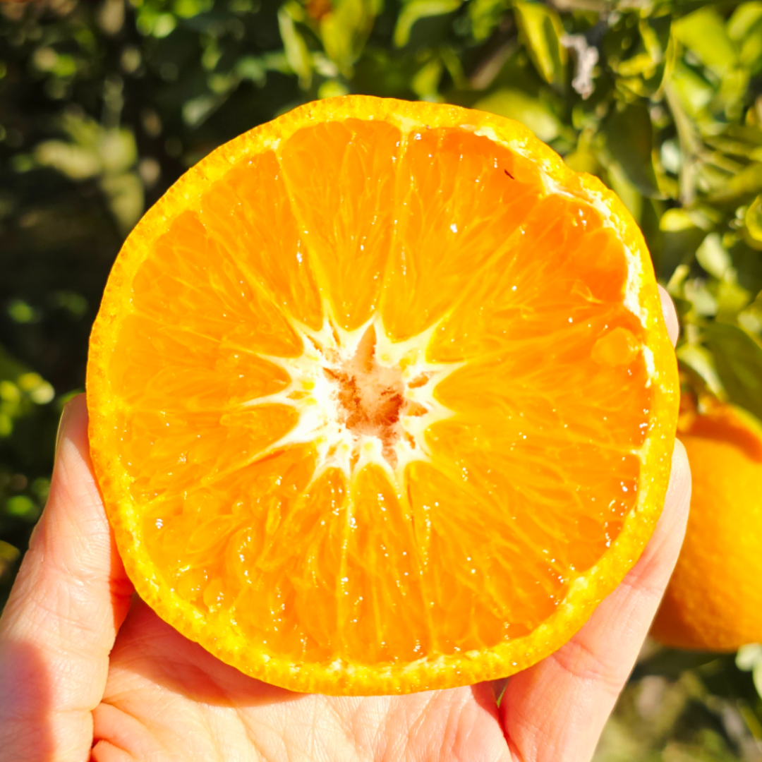 제주 레드향 중과 2kg