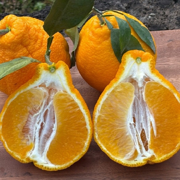 제주 정품 노지 한라봉 2kg 1박스