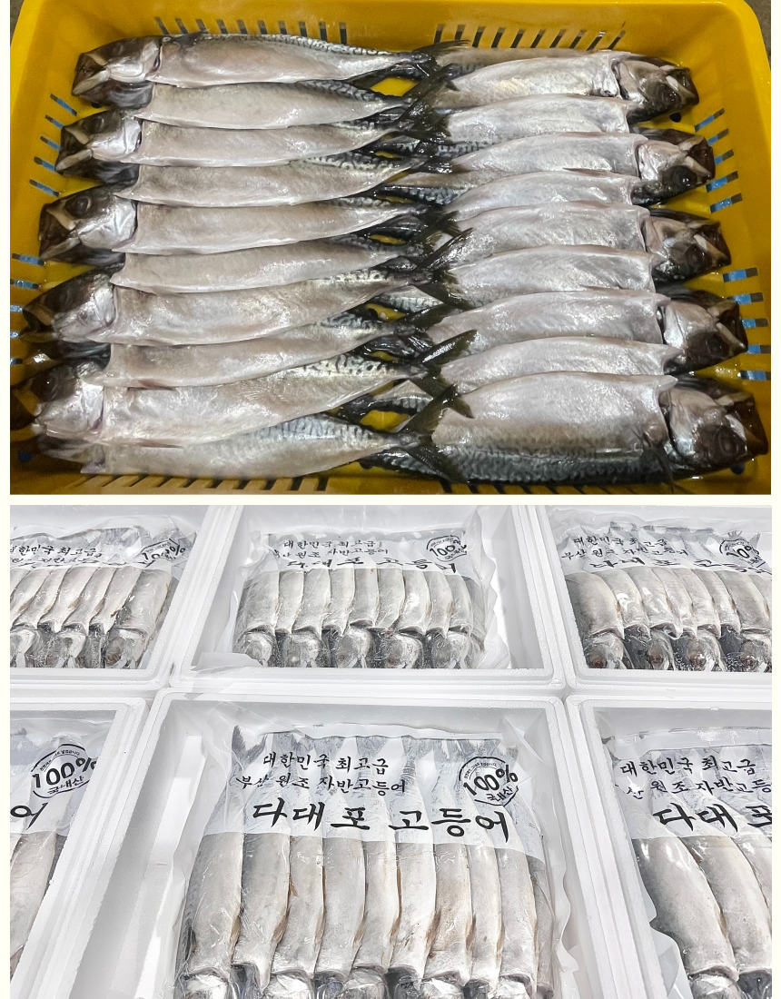 국내산 중사이즈 자반 고등어, 10마리, 2.8kg 내외, 1세트