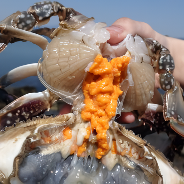 [토스] 국내산 생물 알배기 암꽃게 1kg (17,900원/무료)