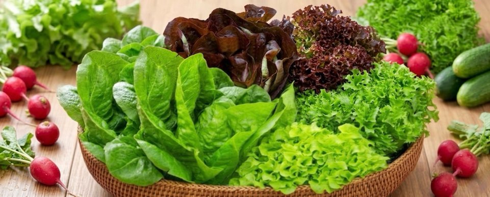 지티팜 무농약 샐러드 채소 모듬, 랜덤 3종, 1kg, 1박스