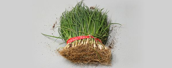 농산물마루 국내산 쪽파 흙쪽파, 1.25kg, 1박스