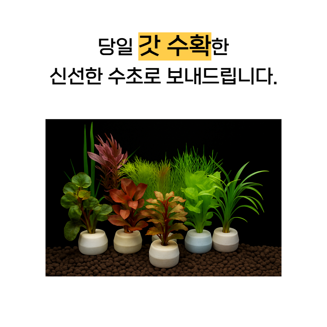 수초킹 여과재 포트수초 랜덤, 2개 상세 이미지 4