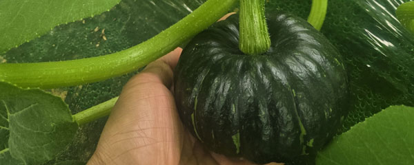 미니 밤호박, 4kg, 1개