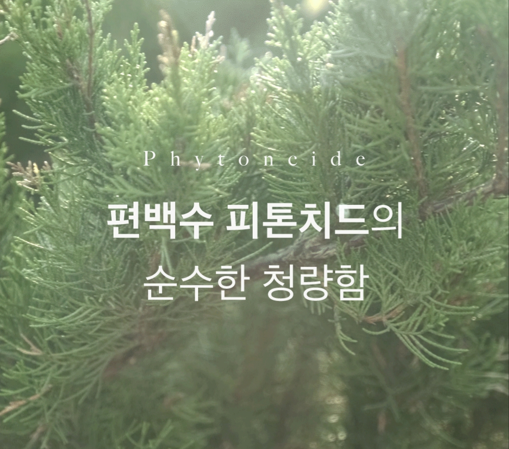 솔향가득 잎편백수 천연 피톤치드 원액 스프레이, 스프레이 공병, 20L, 1개 상세 이미지 3