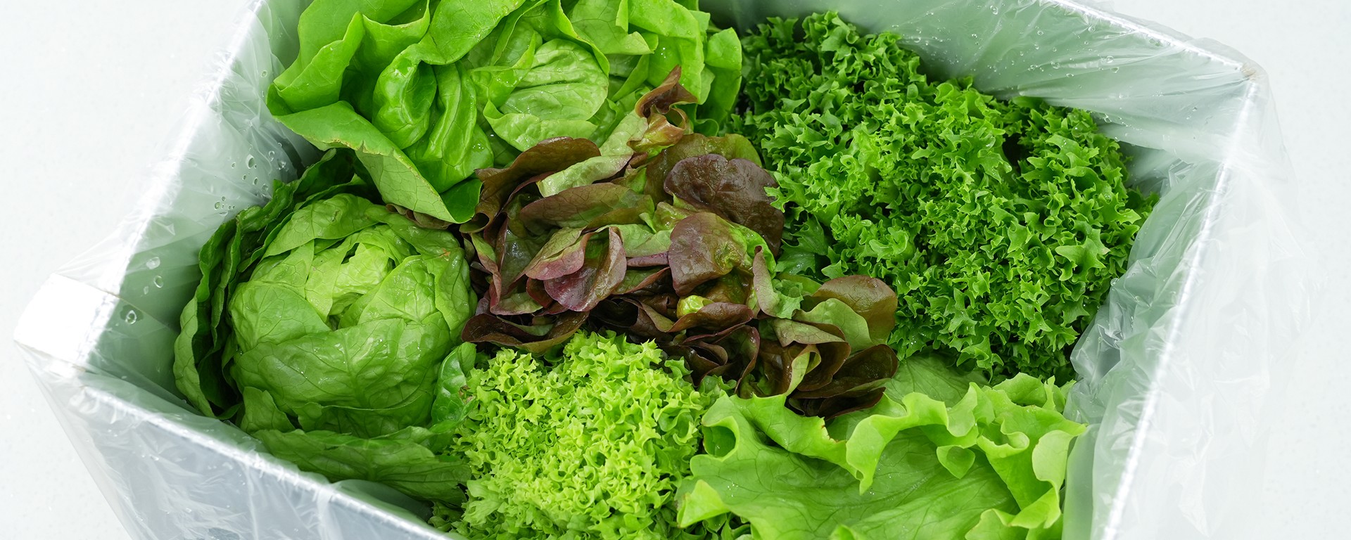야채피아 유럽피안 샐러드 모듬 쌈채소, 1kg, 1개