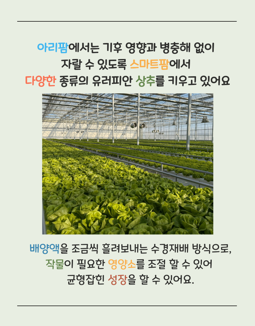 당일 수확 유러피안 상추 3-4종, 랜덤, 1kg, 1박스