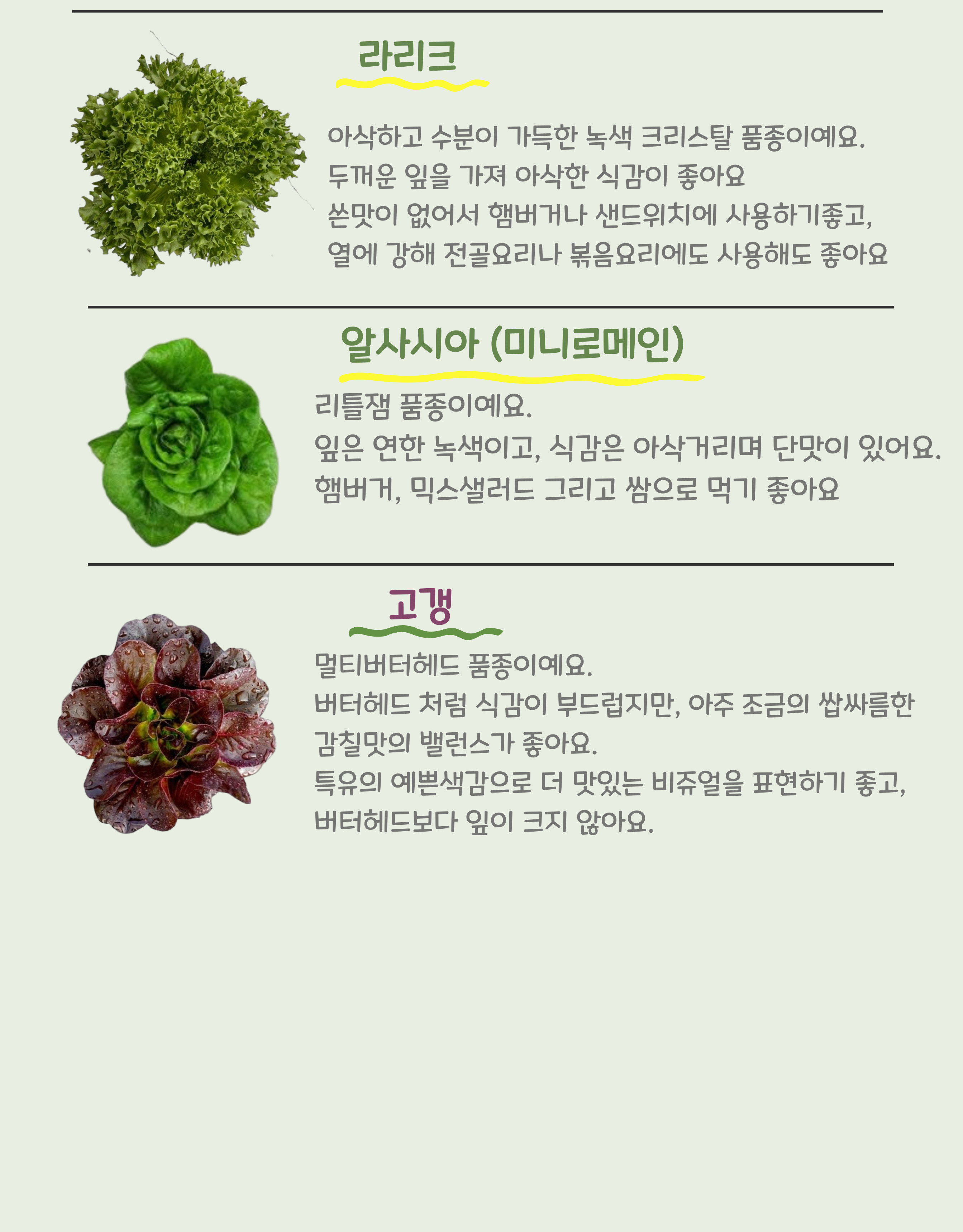 당일 수확 유러피안 상추 3-4종, 랜덤, 1kg, 1박스