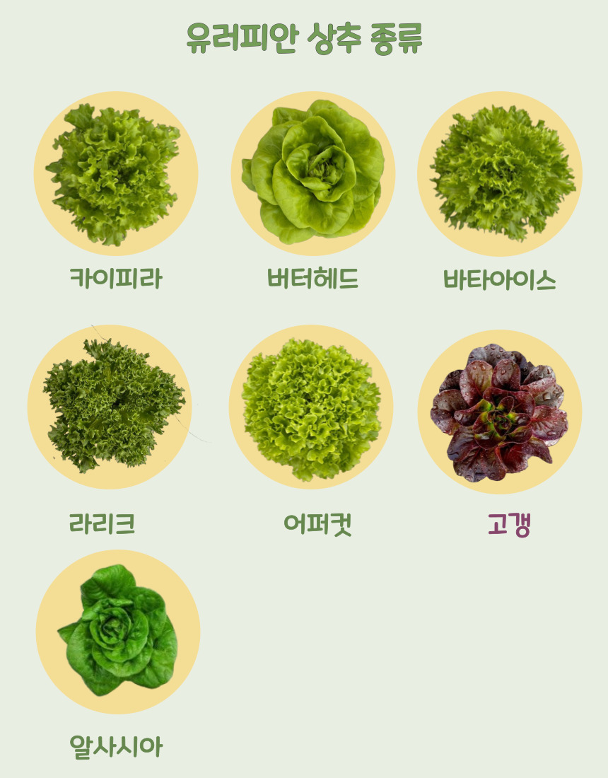 당일 수확 유러피안 상추 3-4종, 랜덤, 1kg, 1박스
