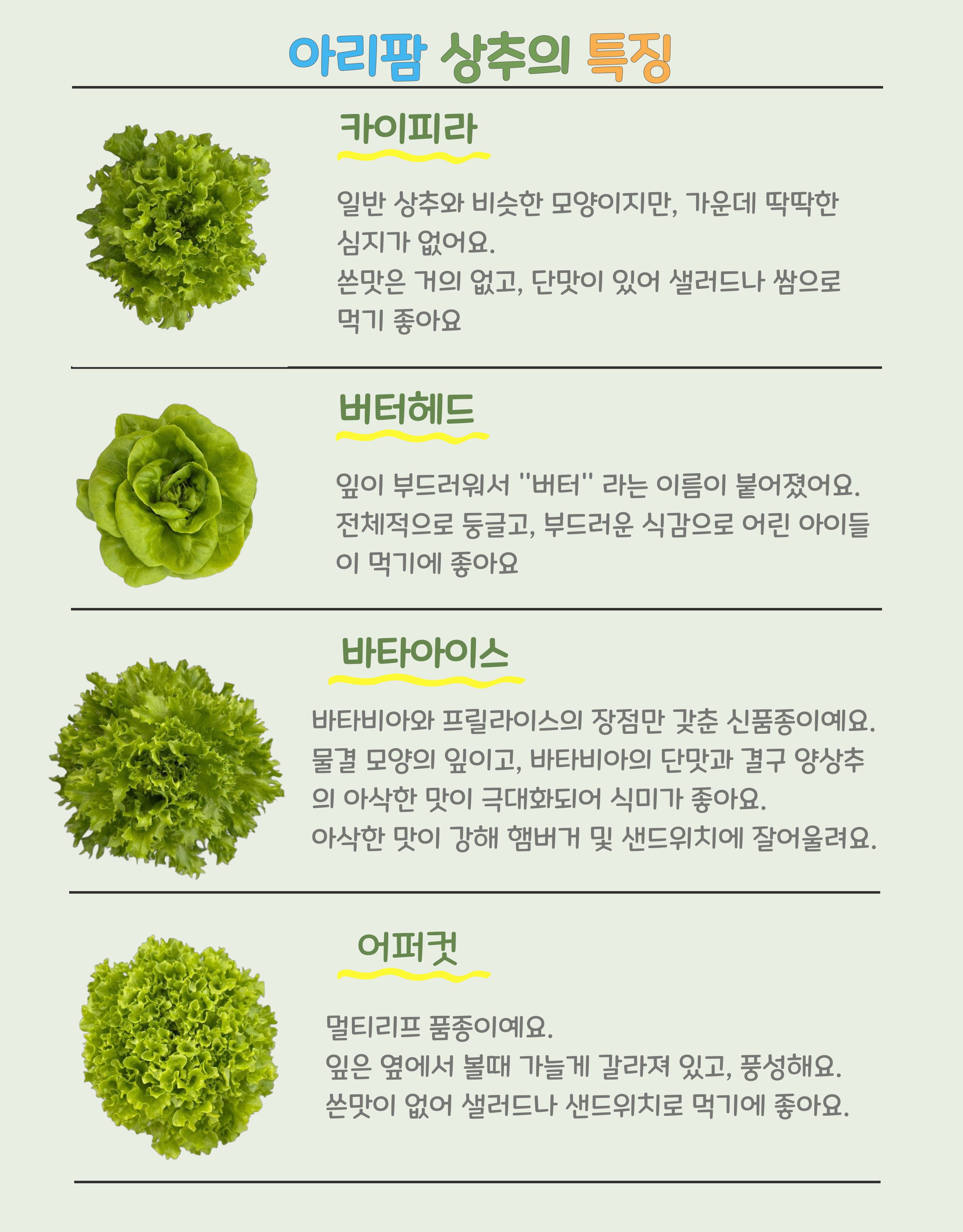 당일 수확 유러피안 상추 3-4종, 랜덤, 1kg, 1박스