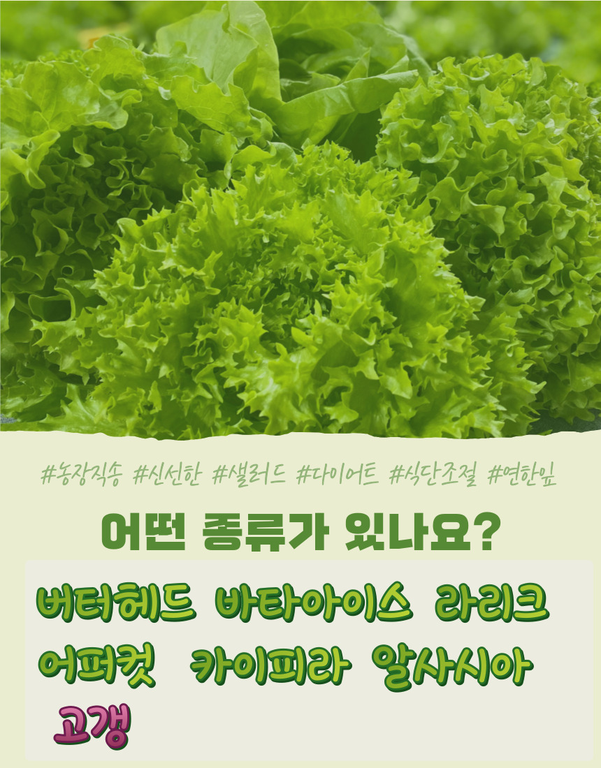 당일 수확 유러피안 상추 3-4종, 랜덤, 1kg, 1박스