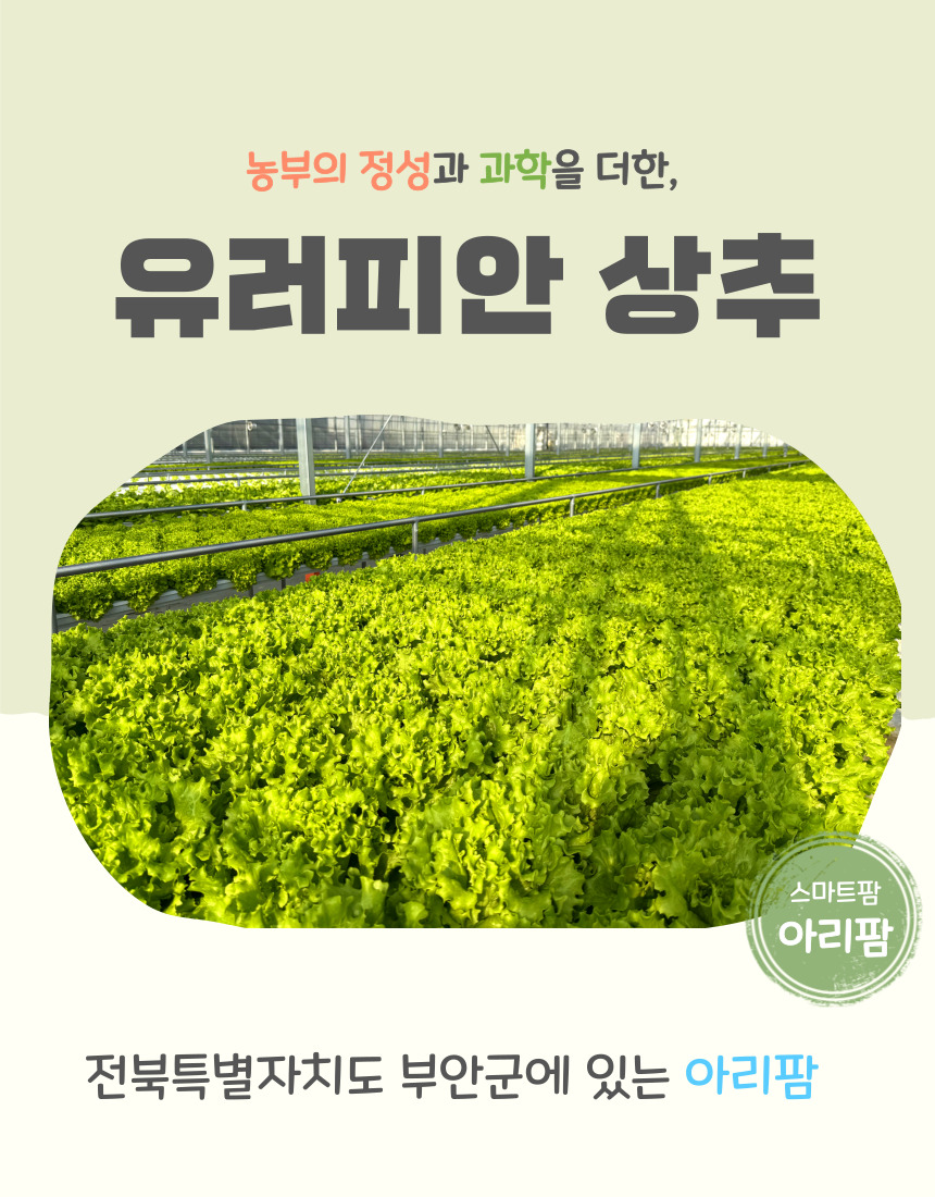 당일 수확 유러피안 상추 3-4종, 랜덤, 1kg, 1박스