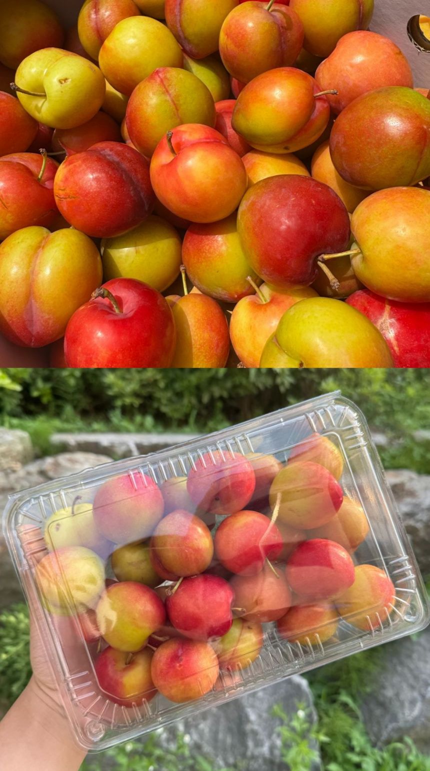 팜보스 국내산 햇자두, 개당 55g-65g, 4kg, 1박스