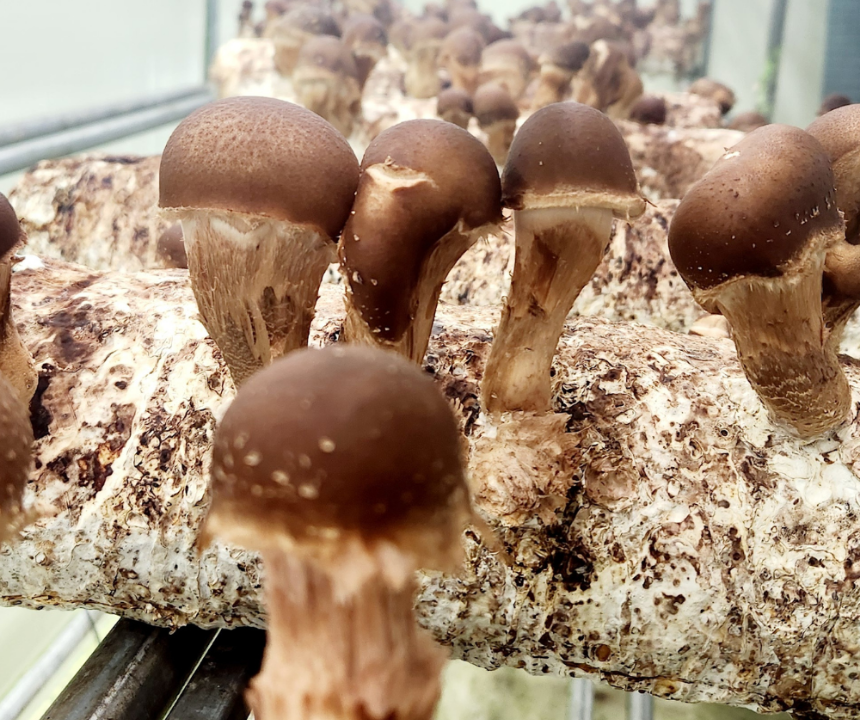 산지직송 참송이버섯, 무농약, 친환경, 500g, 1개 상세 이미지 2