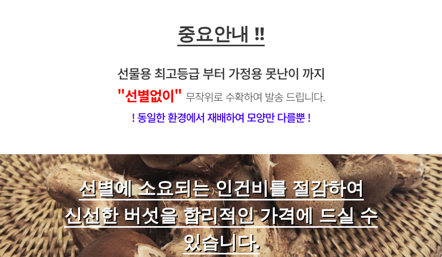 산지직송 참송이버섯, 무농약, 친환경, 500g, 1개 상세 이미지 4