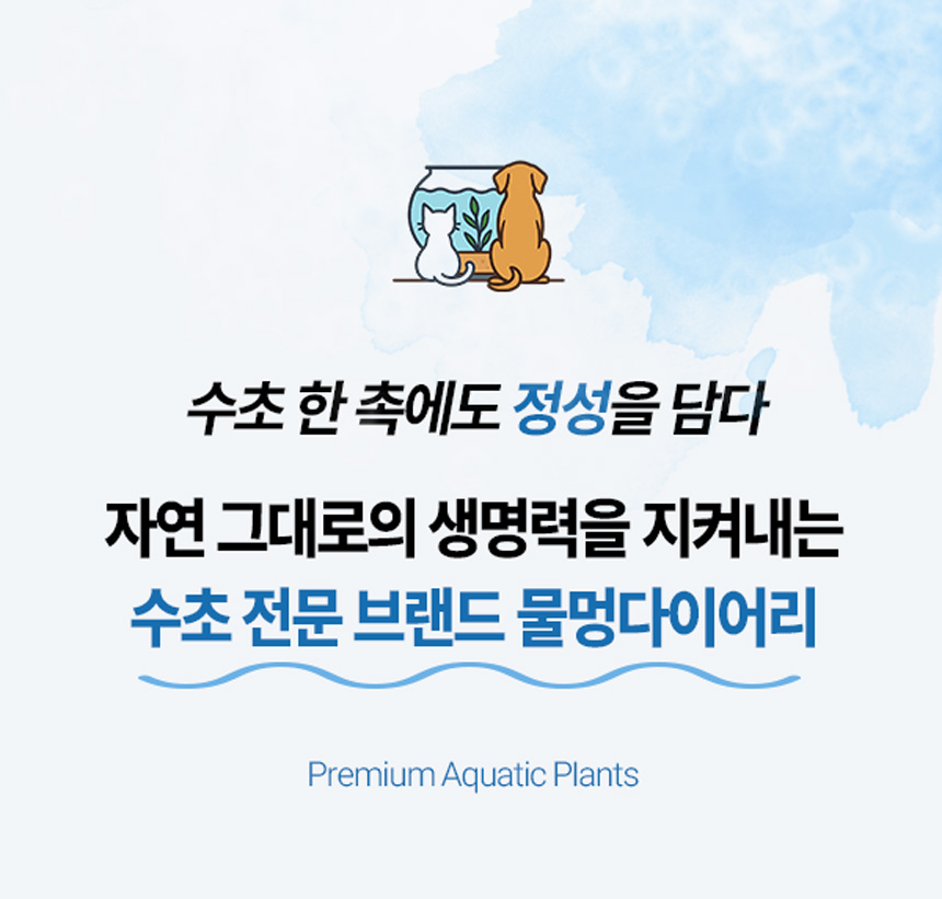 라지하이그로필라 숯초, 5개 상세 이미지 4