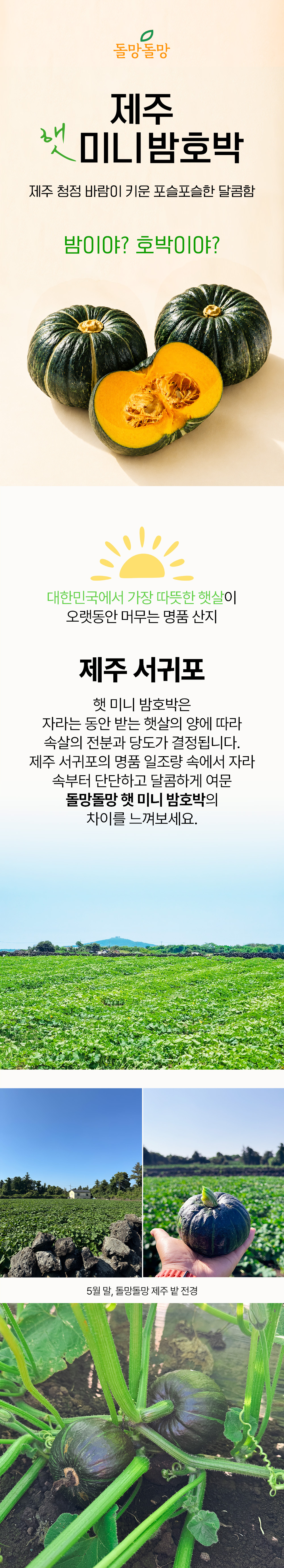 돌망돌망 제주 미니밤호박, 특상품, 5kg, 1개