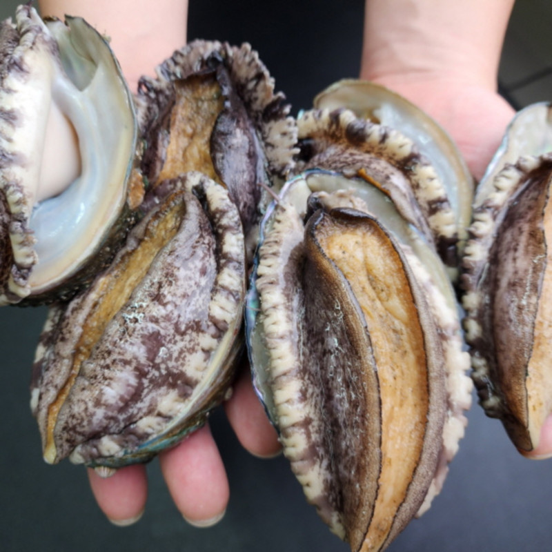 임금님 청정 완도 전복, 5-6미, 1kg, 1박스