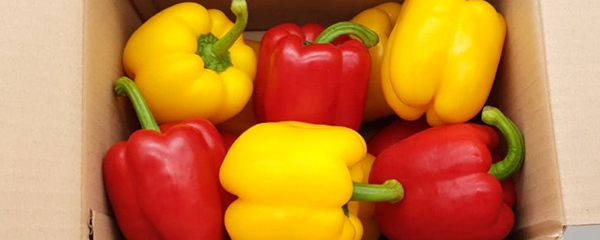의령농산 못난이 파프리카, 가정용, 1kg, 1박스