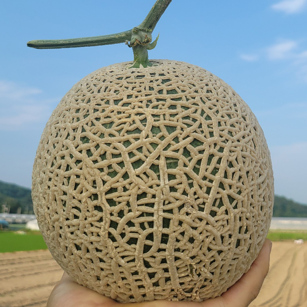 파인밀 머스크 멜론, 1.6kg, 2개 상세 이미지 2