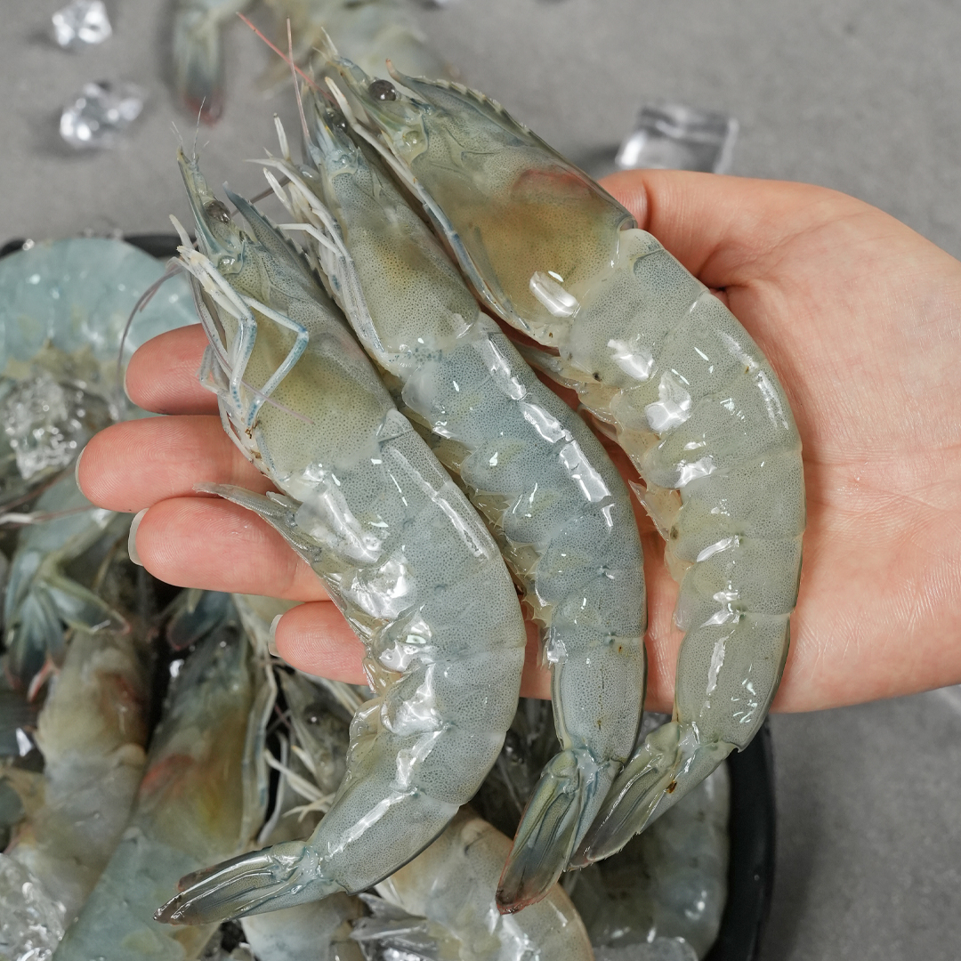 수산특공대 활 흰다리새우, 500g, 17-20미 내외, 1개 상세 이미지 3