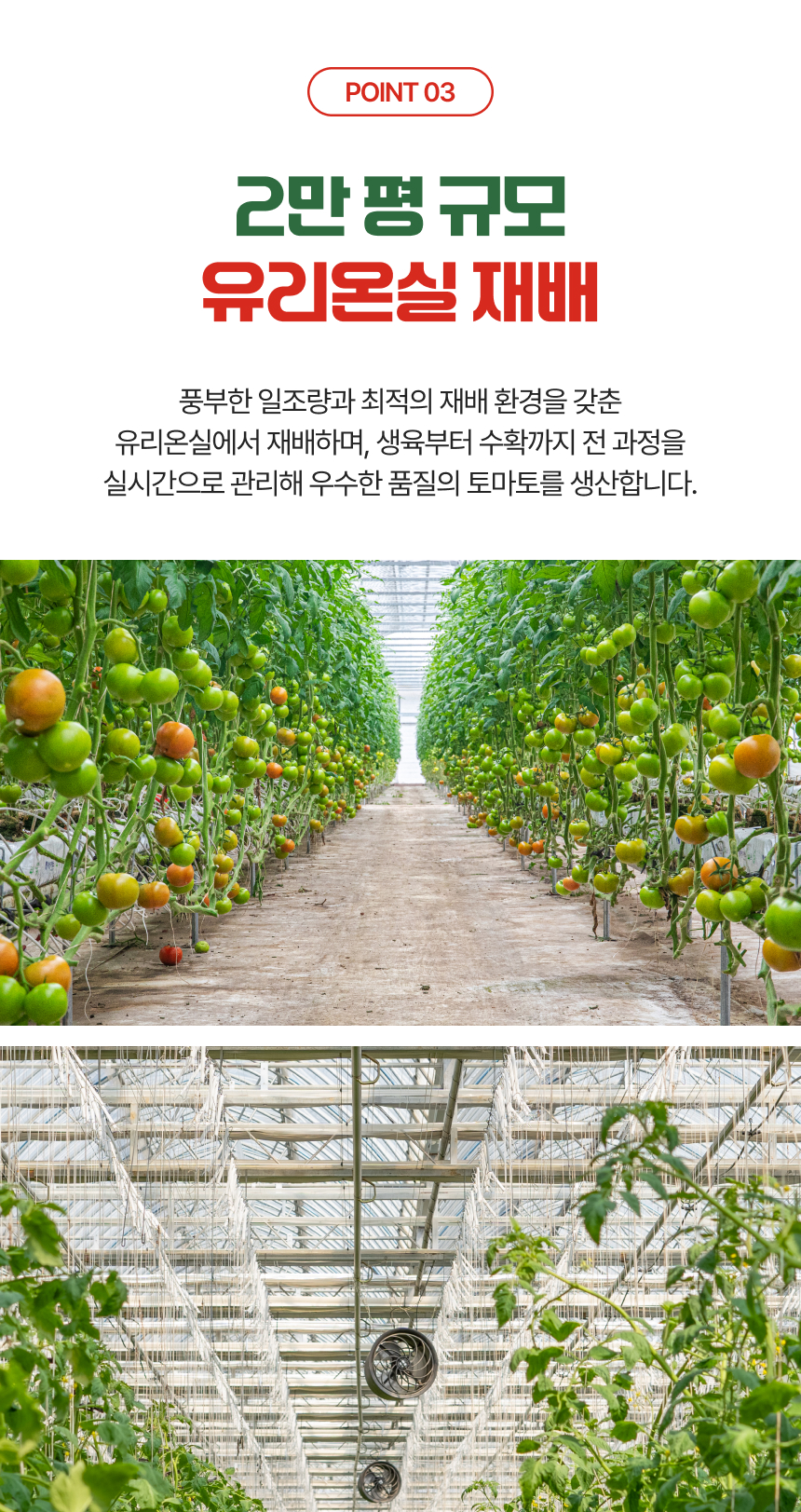백년본가 프리미엄 유럽종 완숙 토마토 못난이, 주스용, 5kg, 1개