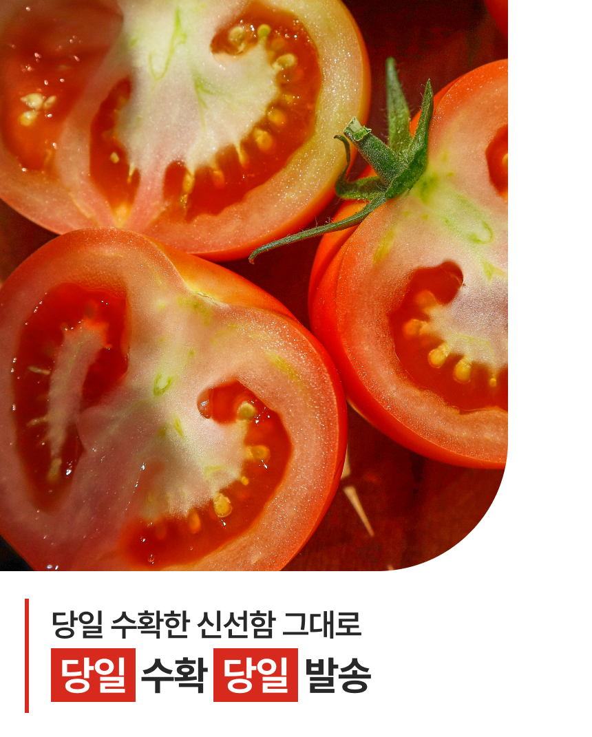백년본가 프리미엄 유럽종 완숙 토마토 못난이, 주스용, 5kg, 1개