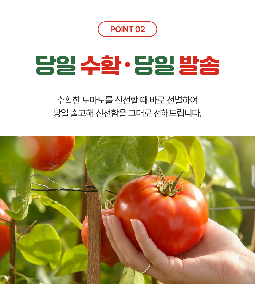 백년본가 프리미엄 유럽종 완숙 토마토 못난이, 주스용, 5kg, 1개