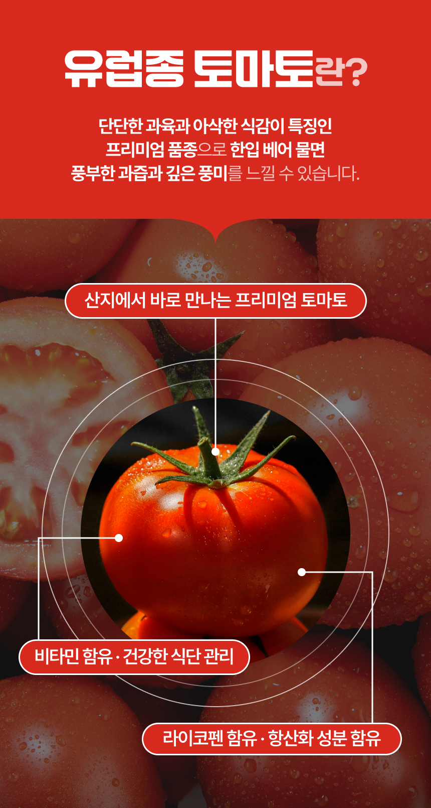 백년본가 프리미엄 유럽종 완숙 토마토 못난이, 주스용, 5kg, 1개