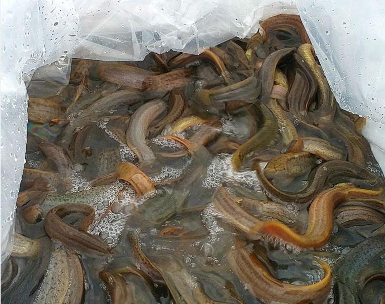 국내산 미꾸라지, 대, 추어탕용, 1kg, 1개 상세 이미지 1
