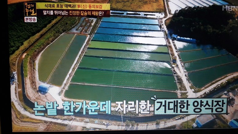국내산 미꾸라지, 대, 추어탕용, 1kg, 1개 상세 이미지 2