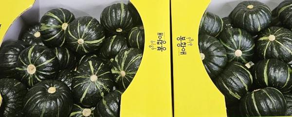 철이네 제주 밤호박, 특품 로얄과, 4.5kg, 1박스
