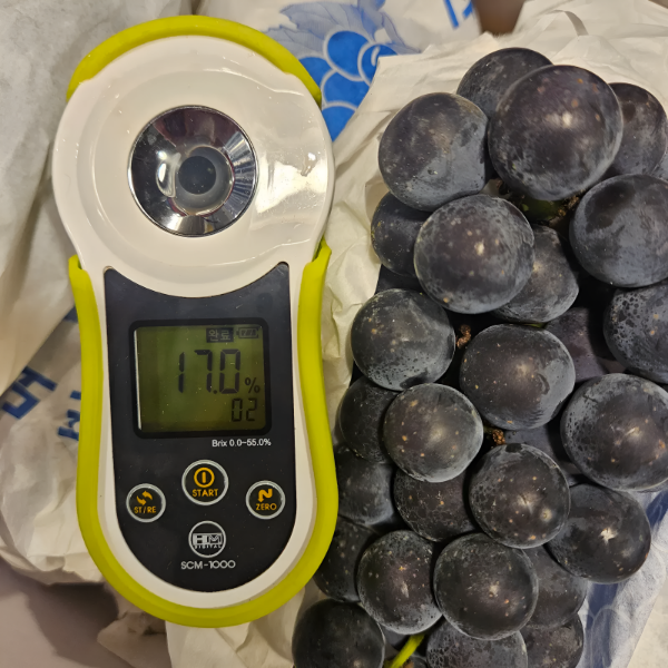 청과상회 캠벨포도, 1kg, 1개 상품 이미지 3