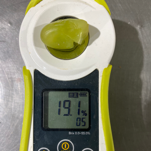대박농수산 샤인머스켓, 2~3수, 1kg, 1박스 상품 이미지 6
