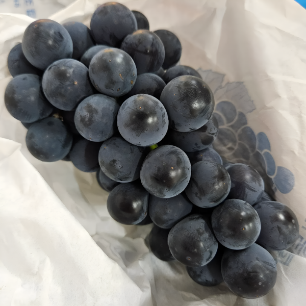 청과상회 캠벨포도, 1kg, 1개 상품 이미지 2