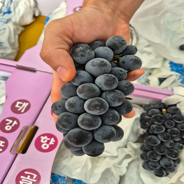 청과상회 캠벨포도, 1kg, 1개 상품 이미지 5