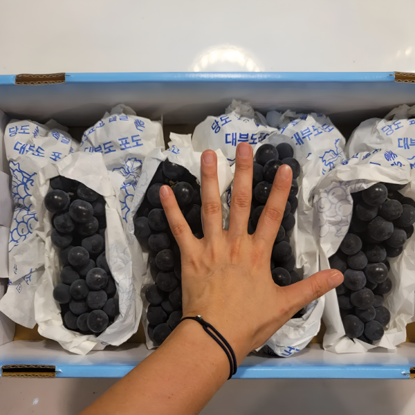 청과상회 캠벨포도, 1kg, 1개 상품 이미지 4