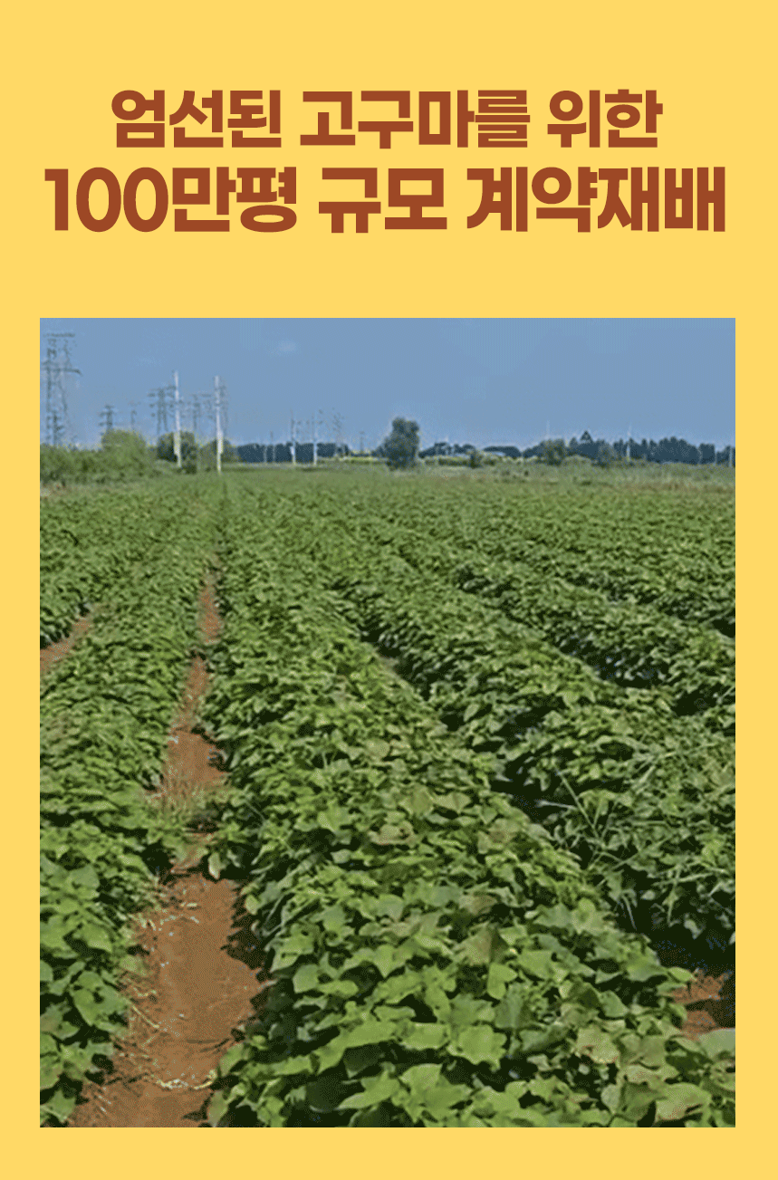 트루나 군고구마빠, 50g, 10팩