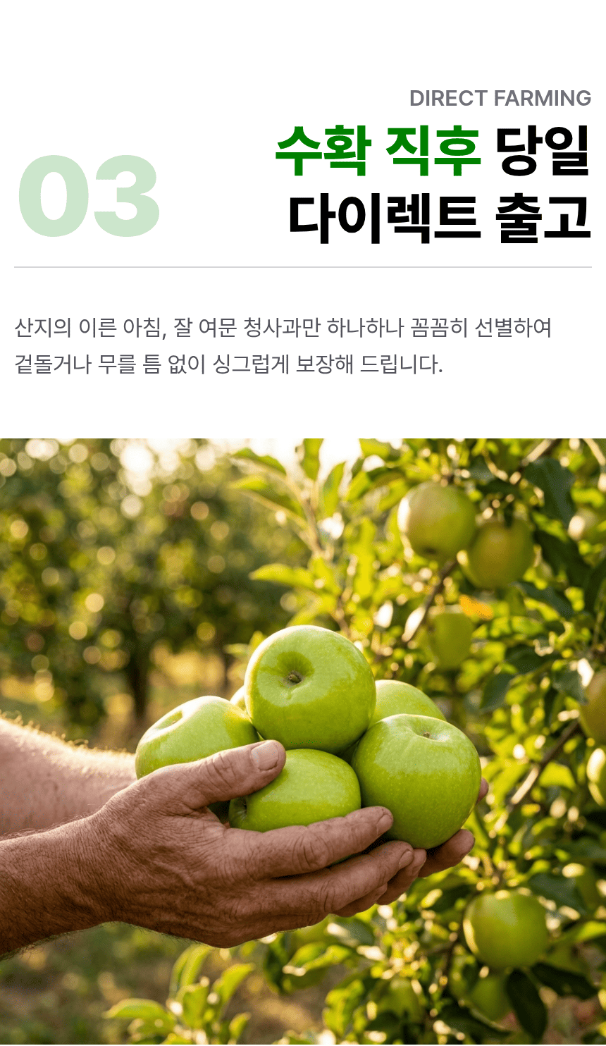 국내산 햇 청사과, 로얄과, 중소과, 2kg, 1박스