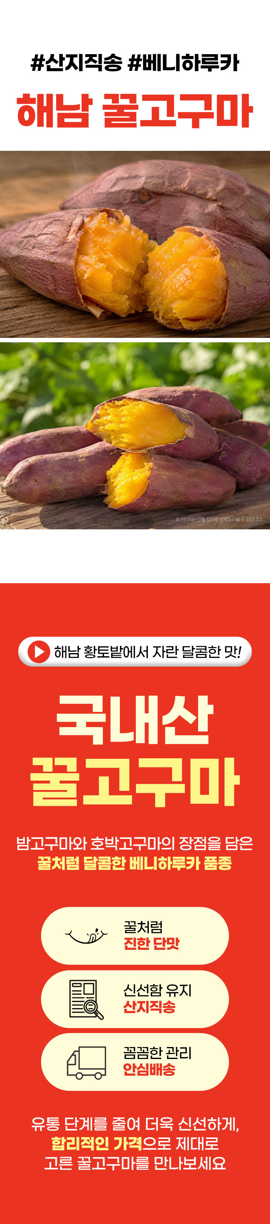 해남 꿀고구마 베니하루카, 한입, 3kg, 1개