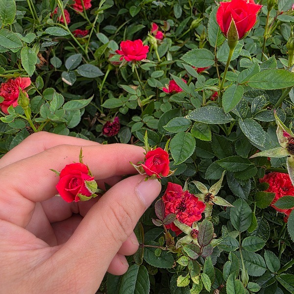 틔움해찬농원 찔레장미 화분 향기로운 야생장미 미니장미 사계절 꽃 노지월동 10cm 화분, 빨강, 1개