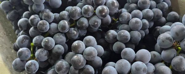 탐나유 캠벨포도, 1kg, 1개
