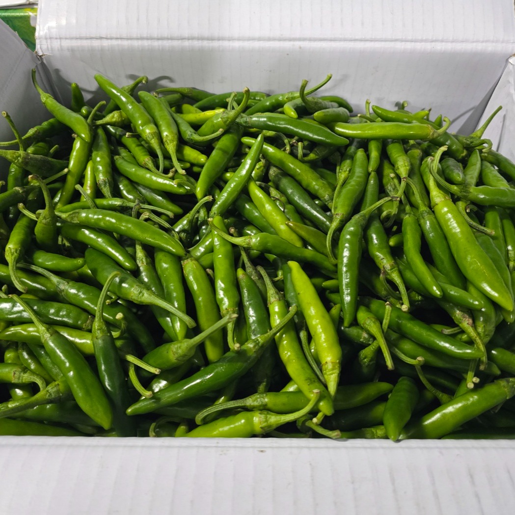 국내산 못난이 햇 청양고추, 1kg, 1개