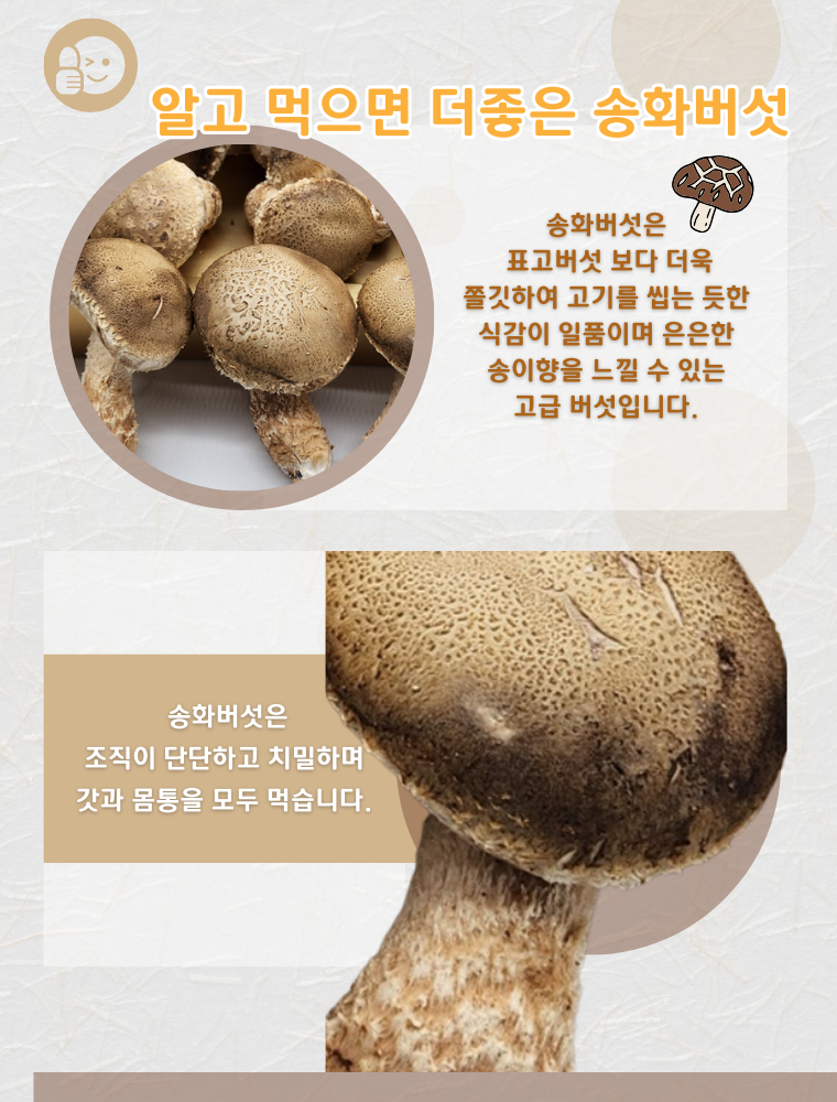 국내산 무농약 친환경 솔송화버섯, 가정용, 500g, 1개