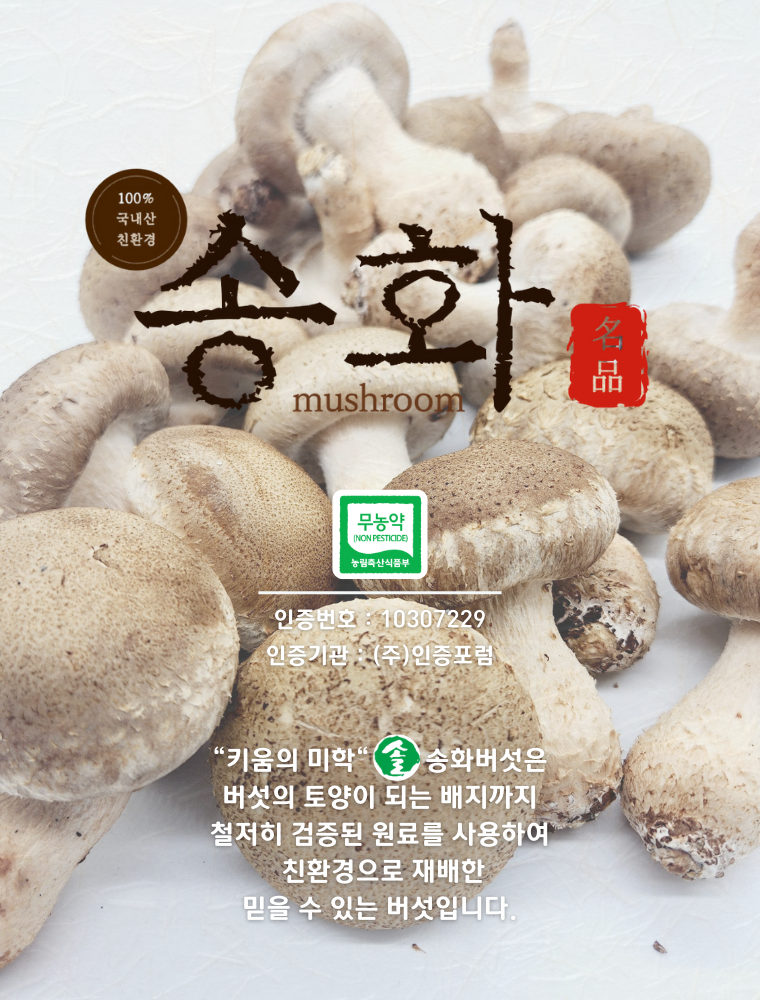 국내산 무농약 친환경 솔송화버섯, 가정용, 500g, 1개