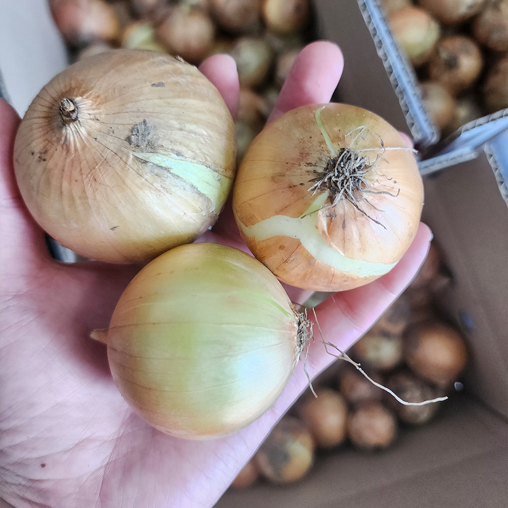 [토스쇼핑] 전남 단단한 햇양파, 장아찌용, 5kg, 1박스