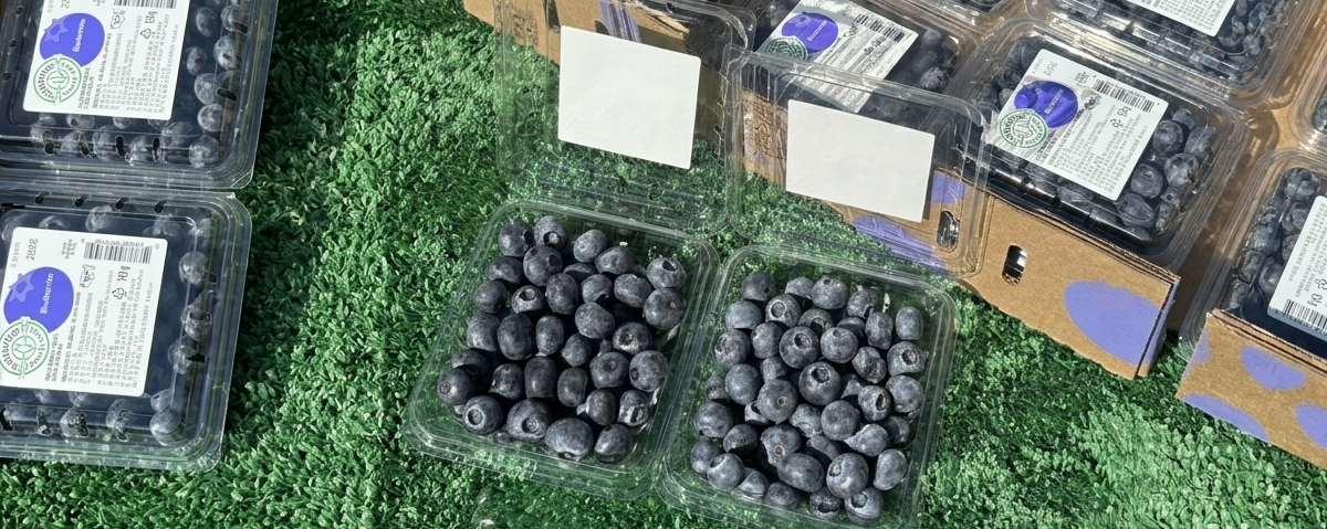 생 블루베리, 500g, 4팩, 1박스