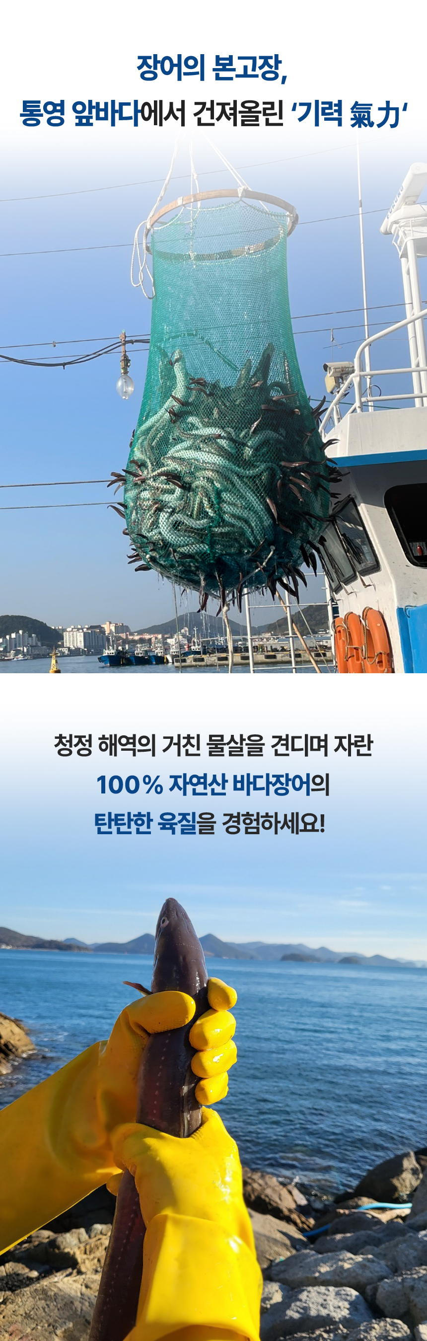 산들에담다 통영 손질 활 바다장어, 대, 1kg, 1박스